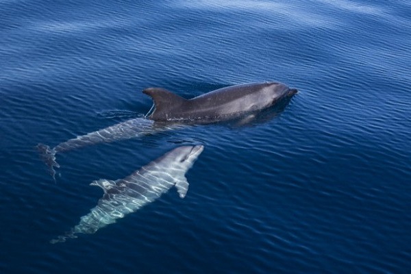 عرضت مدرسة عليا في ألاسكا هيكلاً عظمياً لحوت ينتمي لذلك النوع الجديد من الحيتان دون أن تعلم تصنيفه الدقيق