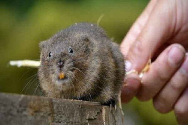 انجلترا تطلق نحو 100 فأر ماء في الطبيعة في يوركشير