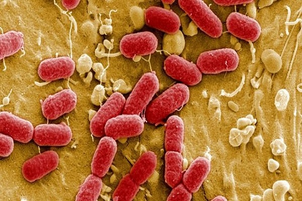 منظمة الصحة العالمية تدعو للإسراع بتصنيع مضادات حيوية جديدة لمكافحة الجراثيم الأشد فتكا