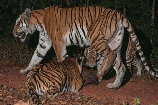 العثور على تجمع لنمور نادرة مهددة بالانقراض شرقي تايلاند