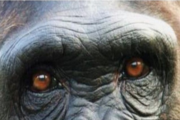 المراقبة البشرية للشمبانزي 