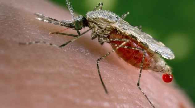 تحذير من انتشار طفيلي ملاريا مقاوم للعقاقير في جنوب شرق آسيا