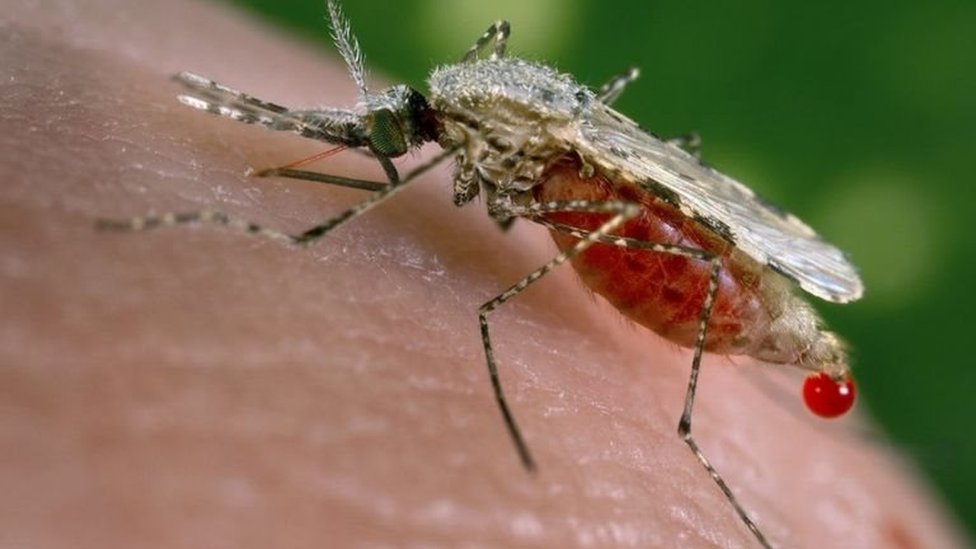 ينجم مرض الملاريا عن طفيلي ينتشر من خلال البعوض مصاص الدماء
