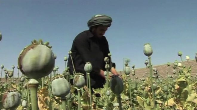 الأمم المتحدة: إنتاج الأفيون بأفغانستان يرتفع بـ 43%