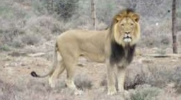 جنوب أفريقيا تعيد توطين الأسد الشقي سلفستر بدلا من حبسه