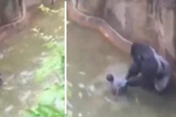 بالفيديو: حراس حديقة حيوان يقتلون غوريلا لإنقاذ طفل