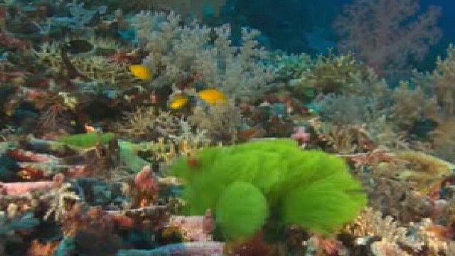 هل سيختفي الحيد المرجاني العظيم في أستراليا خلال 20 عاما؟