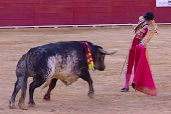 مقتل أول مصارع للثيران في أسبانيا هذا القرن