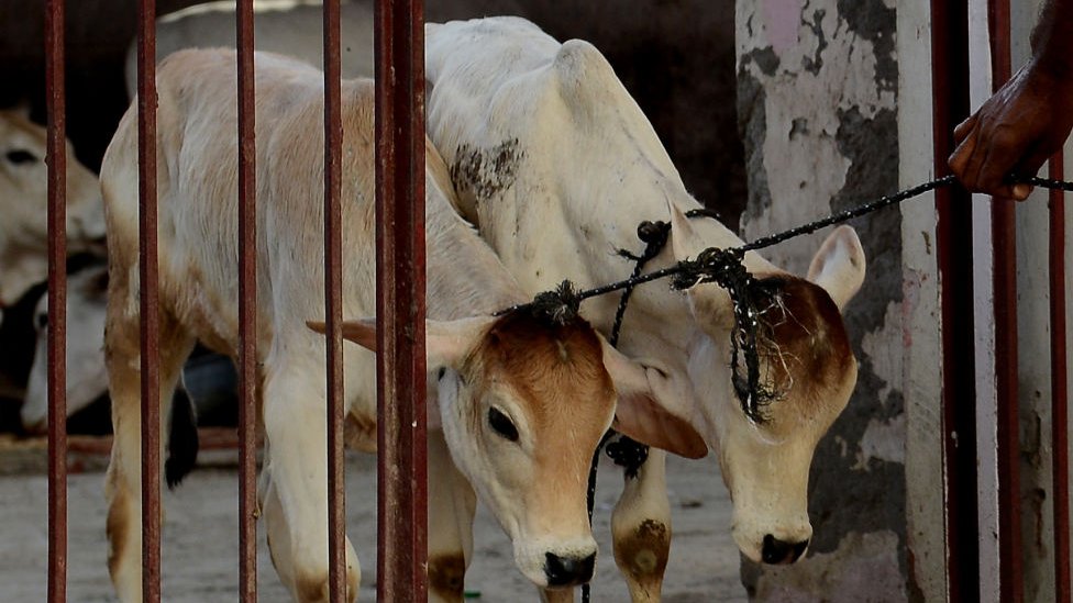 ذبح الأبقار محظور بالفعل في عدد من الولايات الهندية