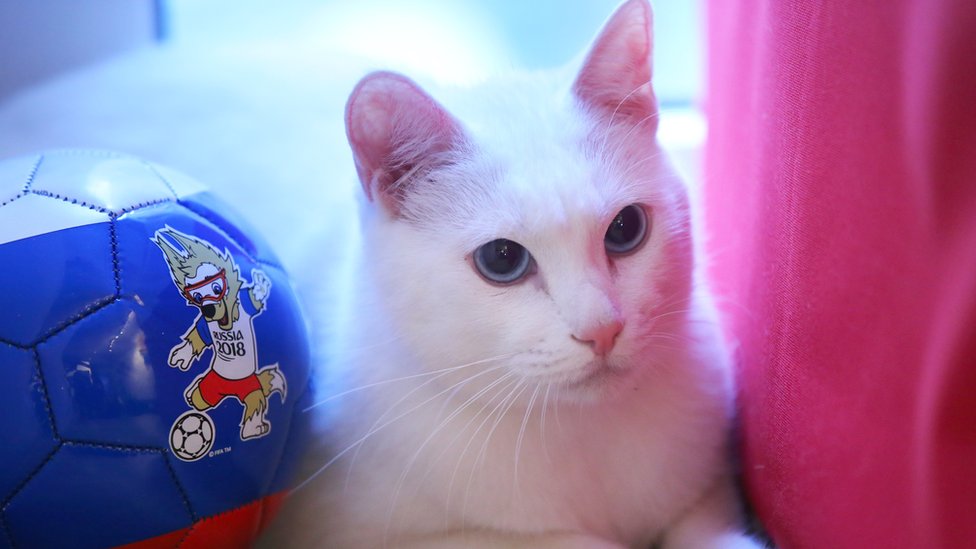 اختارت اللجنة المنظمة لنهائيات كأس العالم 2018 بروسيا القط الأصم 