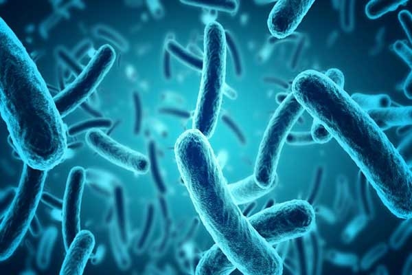 البكتيريا ودورها في الحياة الإنسانية