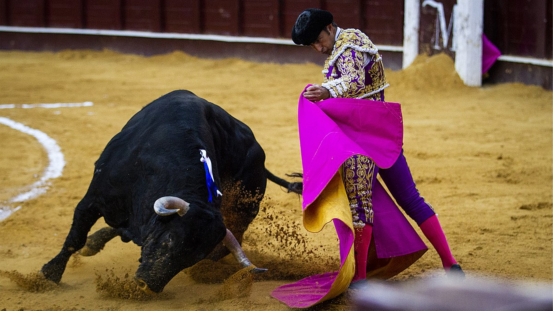 تقليد مصارعة الثيران الشهير في أميركا اللاتينية يواجه حظراً محتملاً في مكسيكو