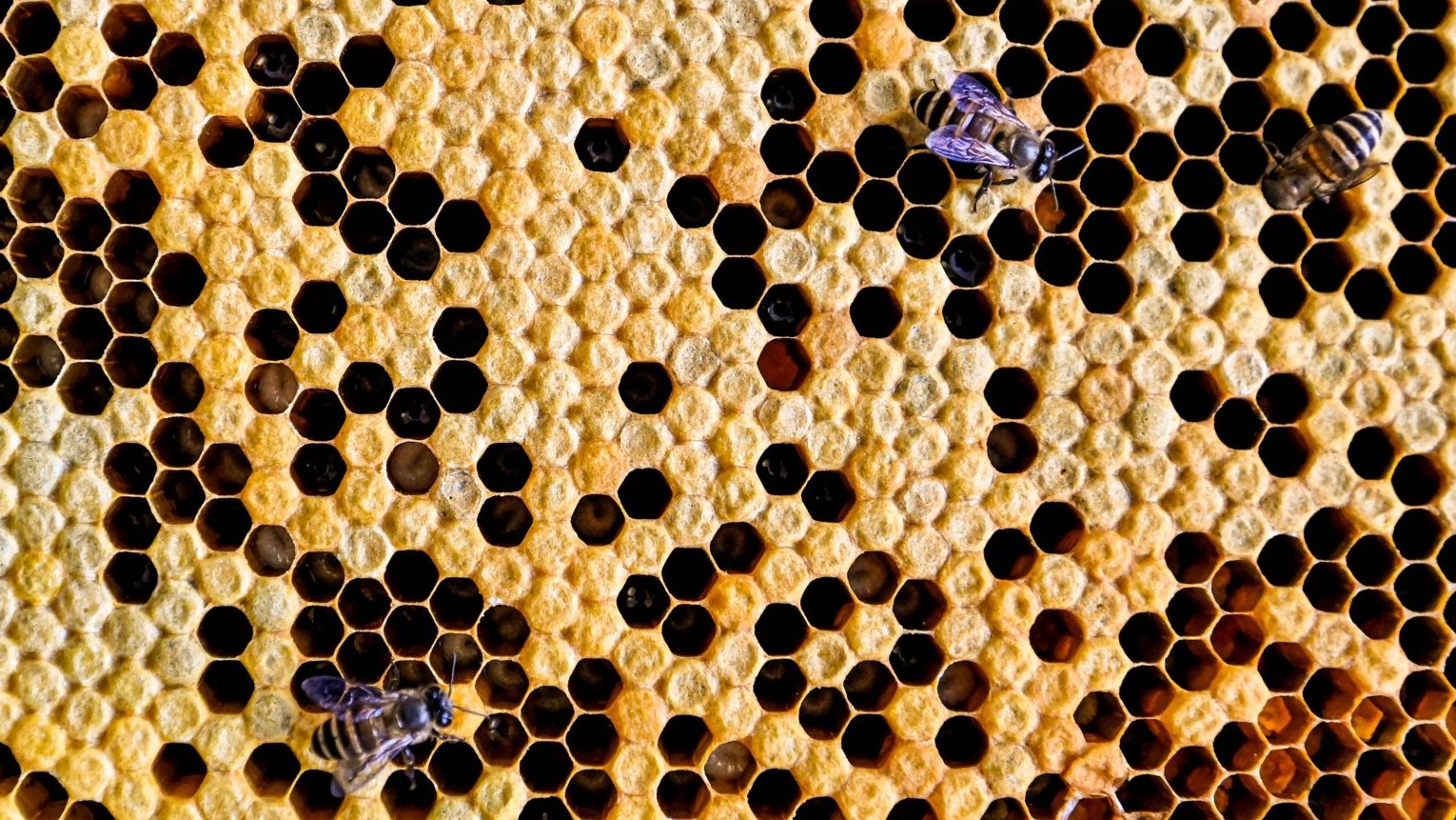 قانون النَحلات يقومُ على مبدأ مصلحةِ الجماعة