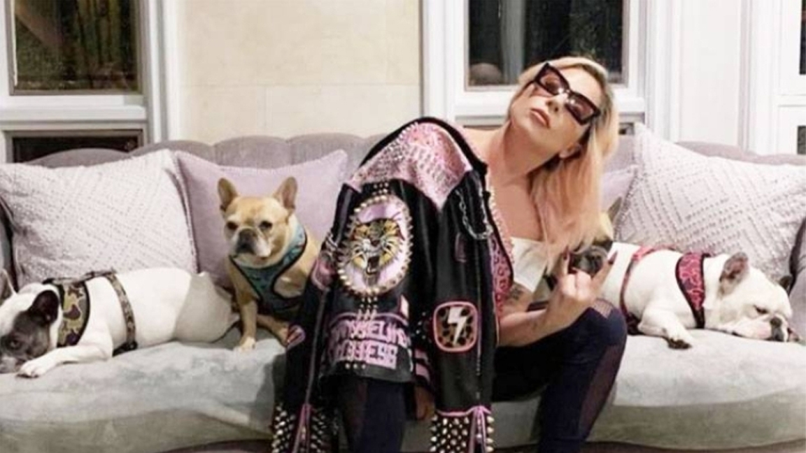 الشرطة الأميركية تبحث عن خاطف كلبي ليدي غاغا بعد إطلاقه بالخطأ