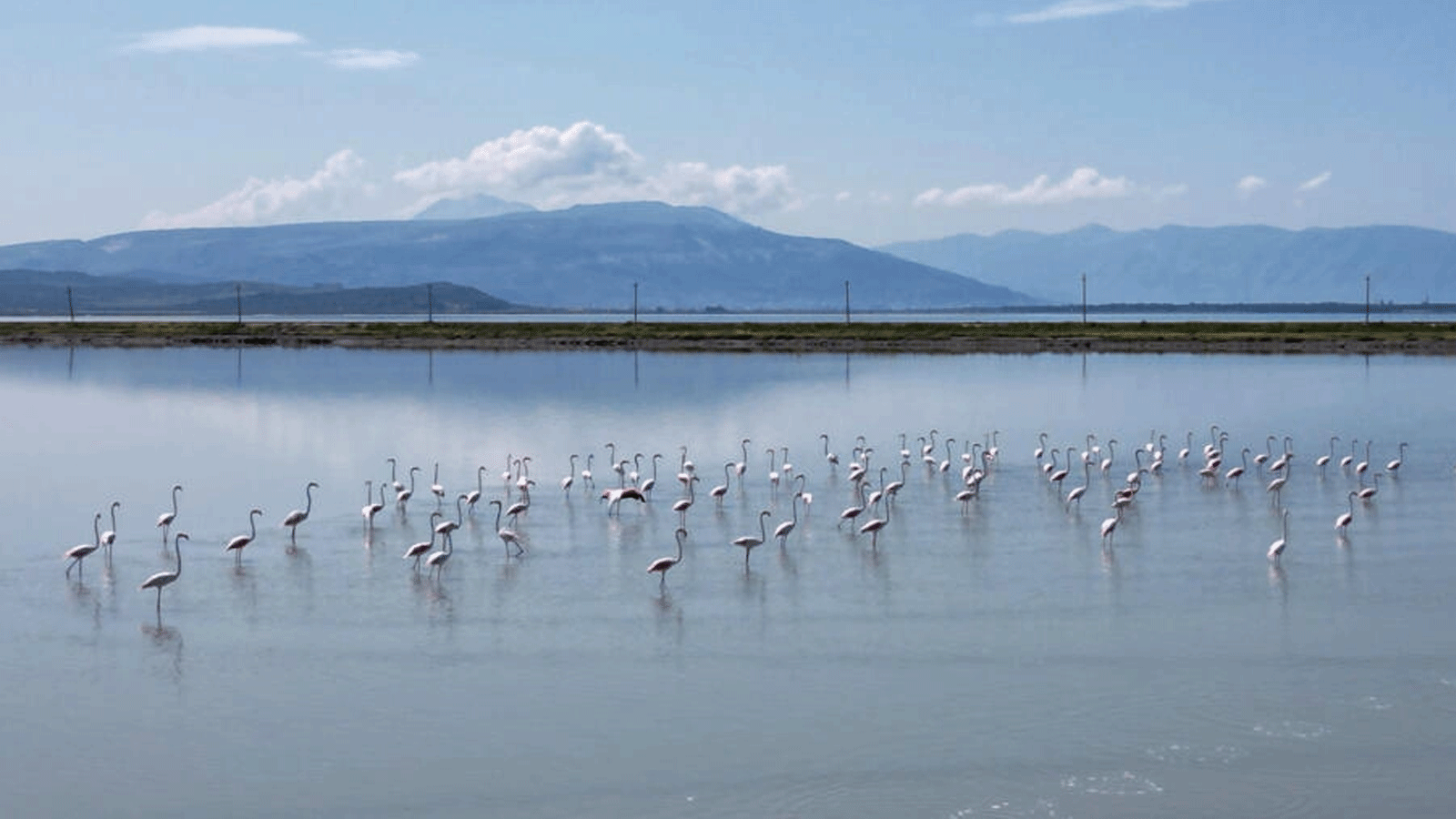 طيور النحام في بحيرة نارتا في ألبانيا بالقرب من فلورا