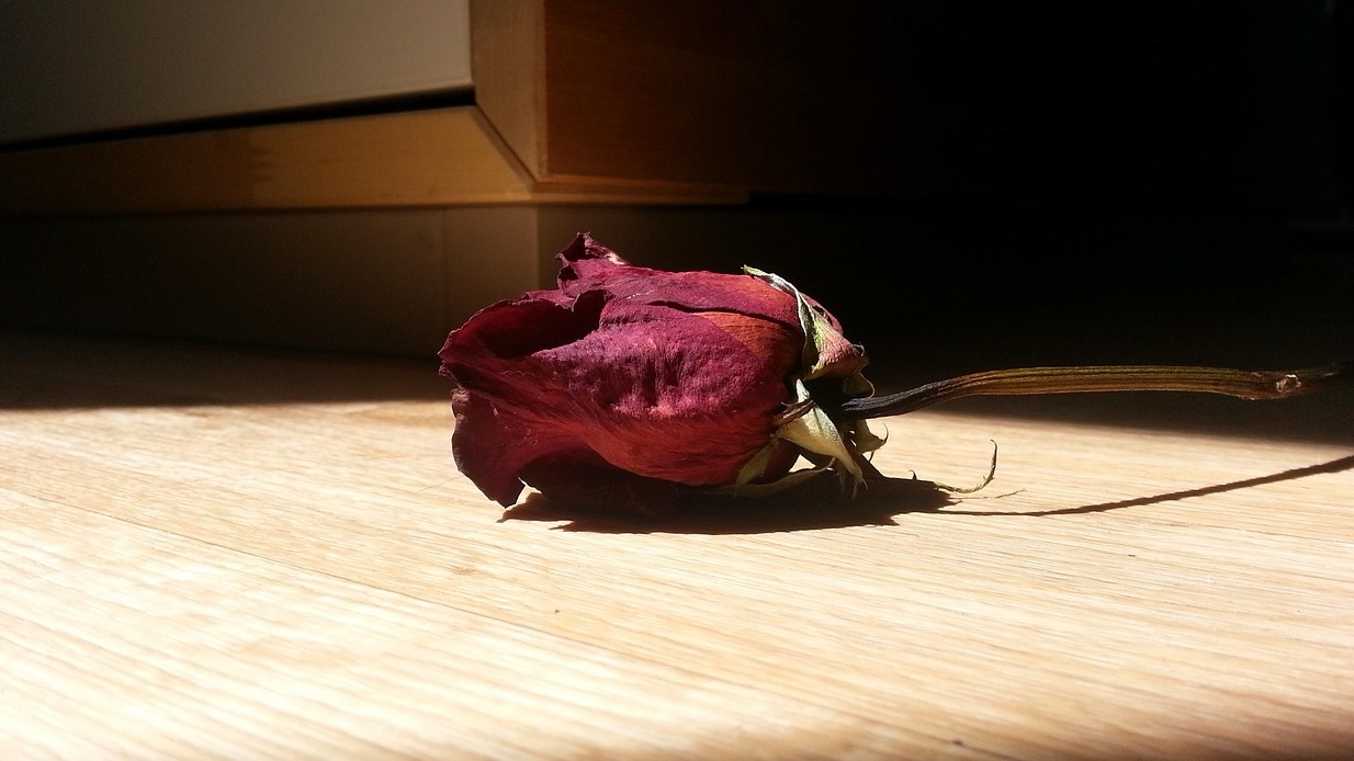 Image by ChiliLili from Pixabay