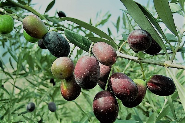 توقعات بتسجيل إنتاج قياسي في إنتاج الزيتون بالمغرب