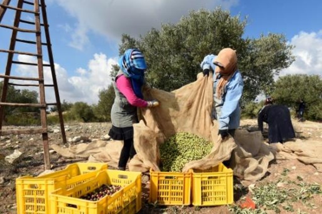 تونس تتوقع إنتاجًا استثنائيًا لزيت الزيتون