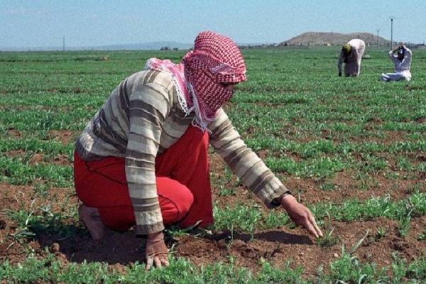قطاع سوريا الزراعي بحاجة إلى 17 مليار دولار