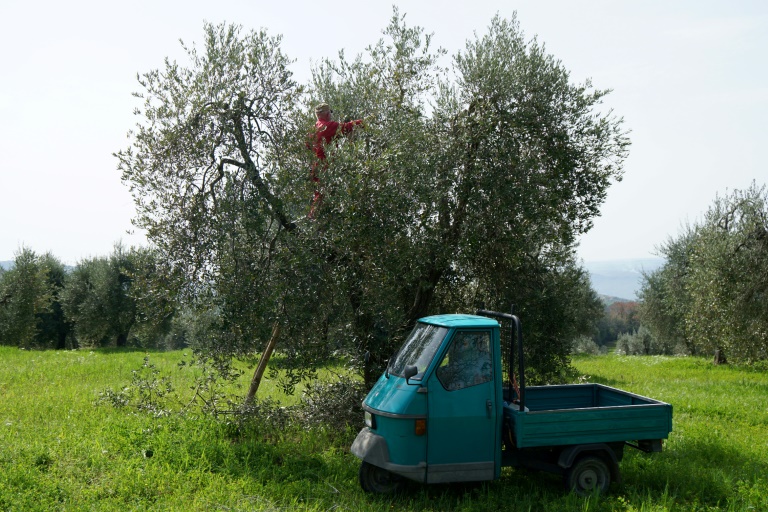 تراجع كبير في انتاج زيت الزيتون في إيطاليا