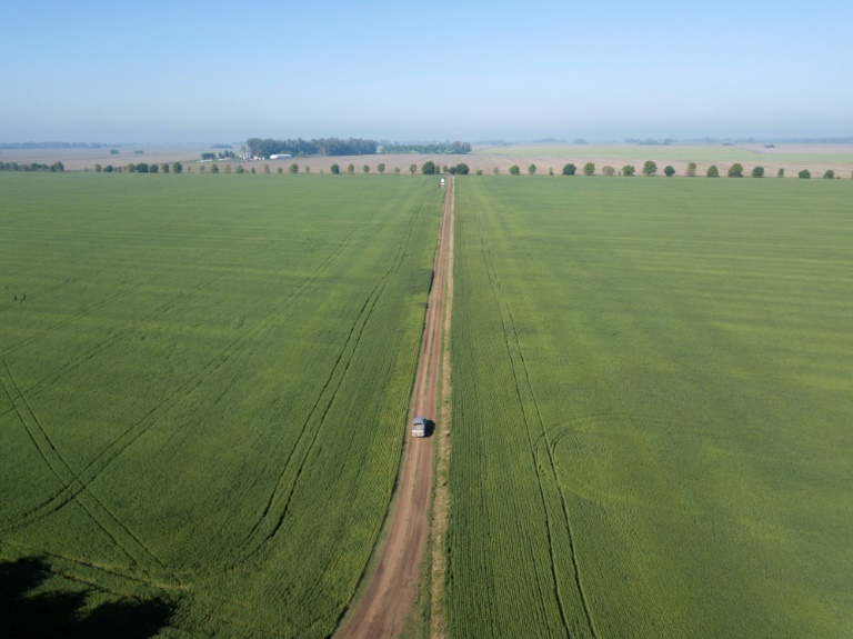 الزراعة حجر أساس نهضة الاقتصاد المتهالك في الأرجنتين