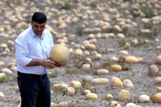 قطر تسعى إلى تحقيق اكتفاء ذاتي في مجال الغذاء