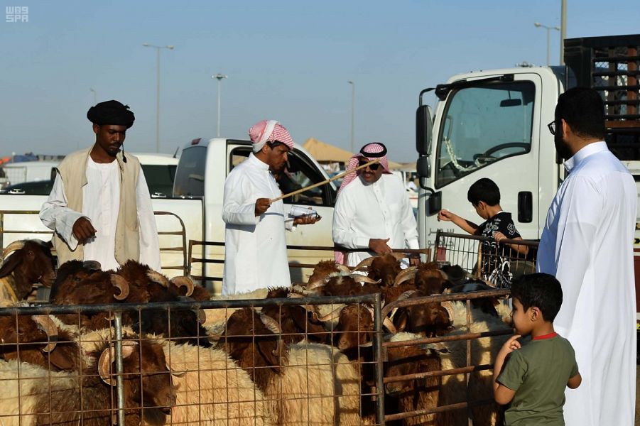 مليار وستة مائة مليون واردات السعودية من المواشي في سبعة اشهر