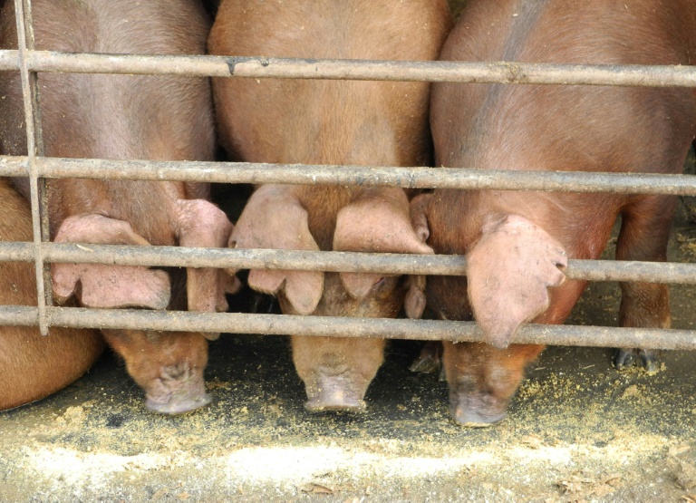 الصين تمنع استيراد لحم الخنازير من كوريا الجنوبية