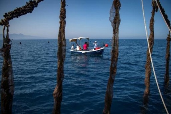 تربية الأحياء البحرية الأفق الوحيد أمام صغار الصيادين في المغرب
