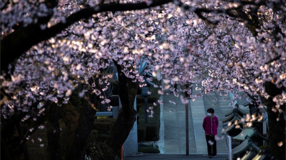 فيروس كورونا: إلغاء احتفالات موسم تأمل أزهار الكرز في اليابان