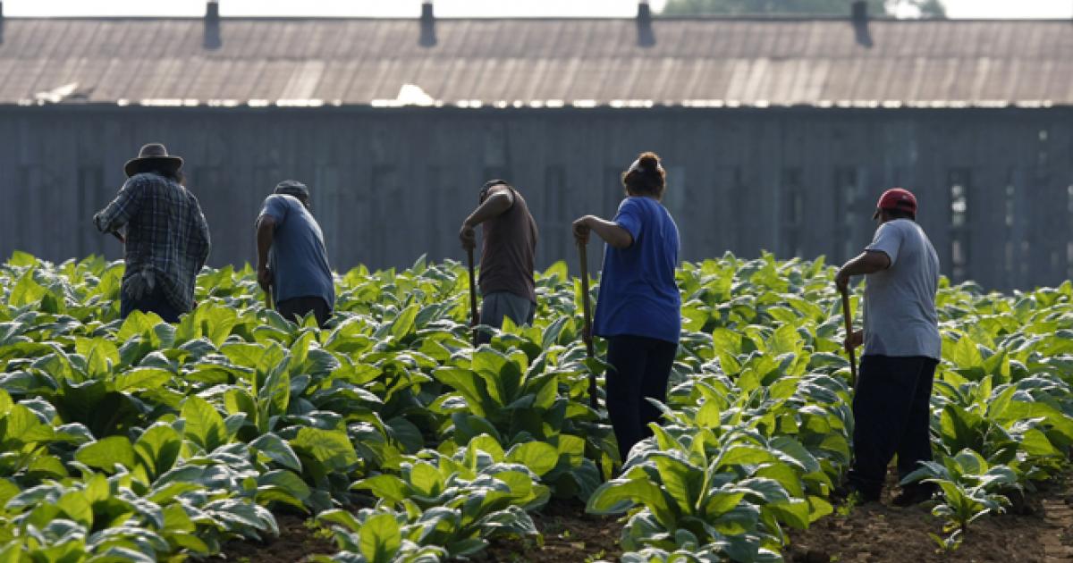 كورونا يشكل تهديدًا للعمال الزراعيين في الولايات المتحدة