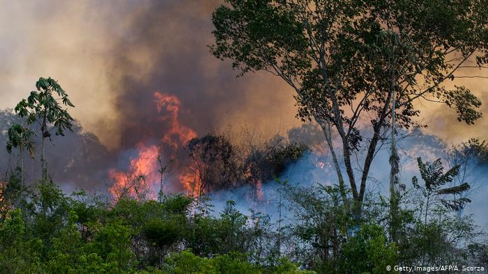 عمليات قطع الأشجار والحرائق أزالت 1358 كيلومتراً مربعاً الشهر الفائت