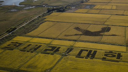 حقول أرز تستحيل أعمالاً فنية في كوريا الجنوبية