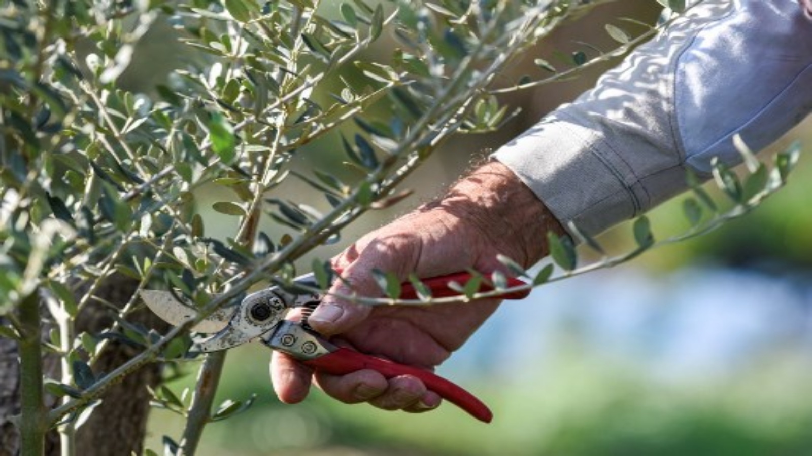 التغير المناخي يهدد إنتاج الزيتون في قبرص