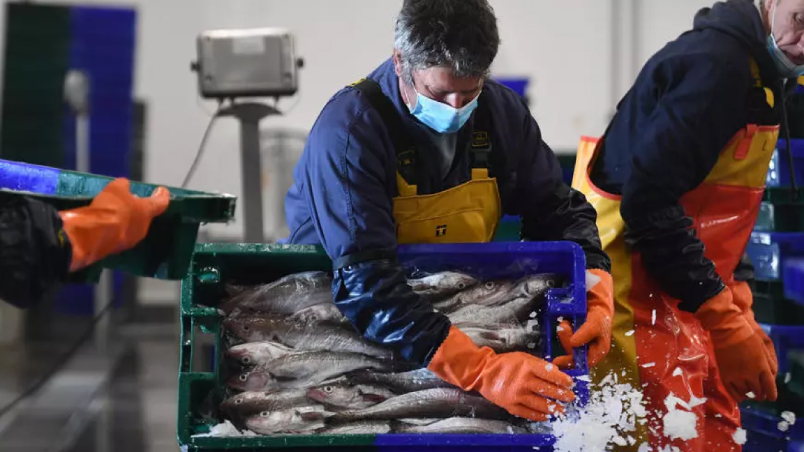 بريكست بلا اتفاق يحرم الصيادين الإيرلنديين من النفاذ إلى المياه البريطانية للصيد