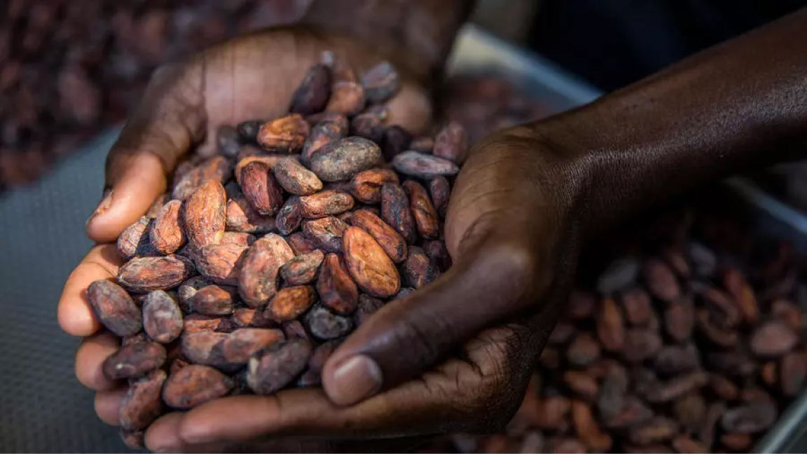عامل يفرز حبوب الكاكاو في ورشة شركة ماكايا للشوكولاتة في بيتيونفيل في هايتي