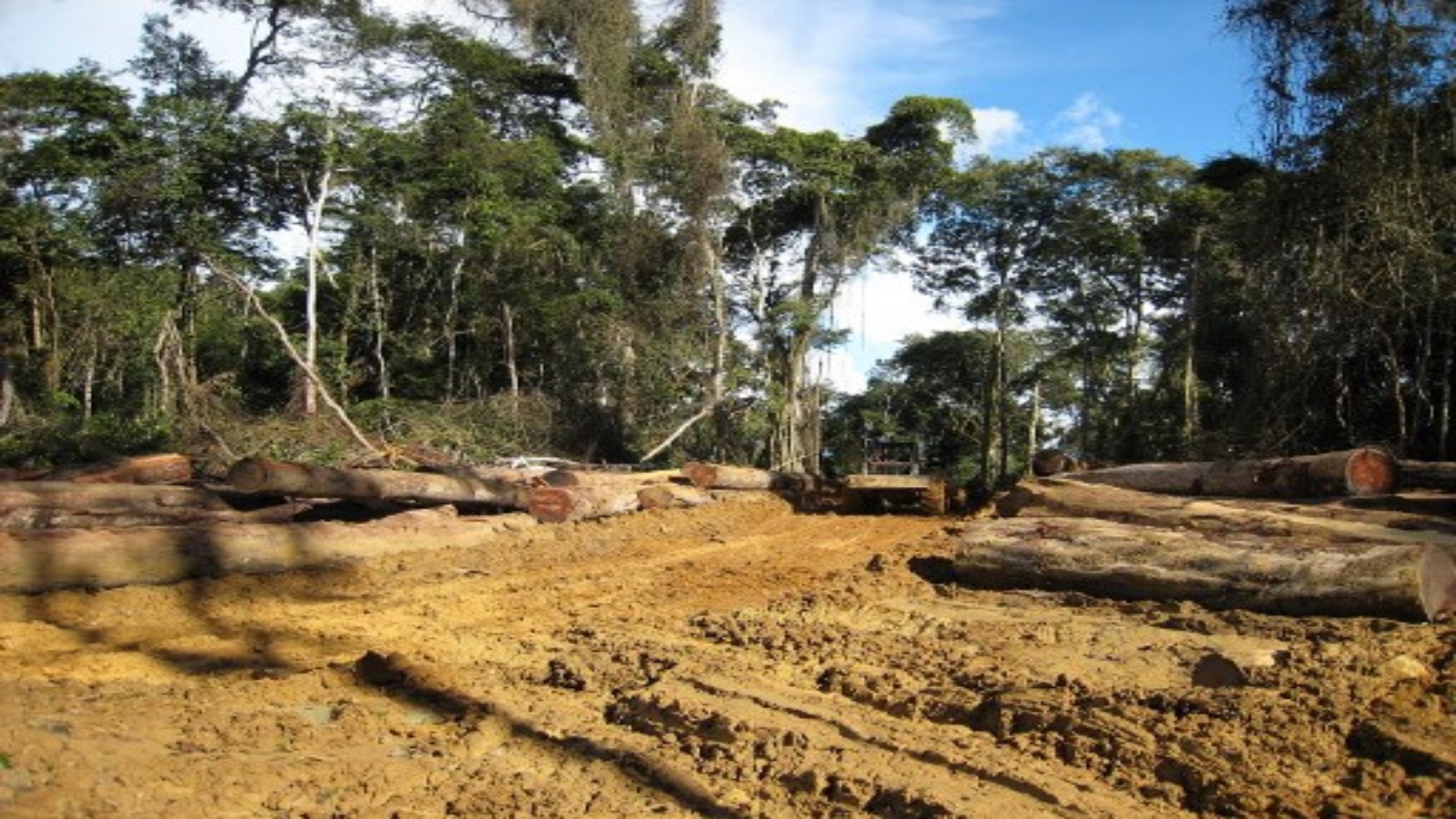 إزالة 43 مليون هكتار من الغابات على 