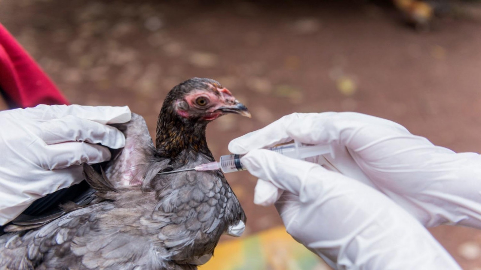 روسيا تعلن رصد أول إصابة بشرية بانفلونزا الطيور 