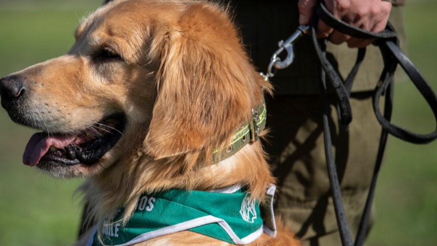  الكلاب عريقة النسب غالبا ما يتم سرقتها لاستخدامها في التكاثر