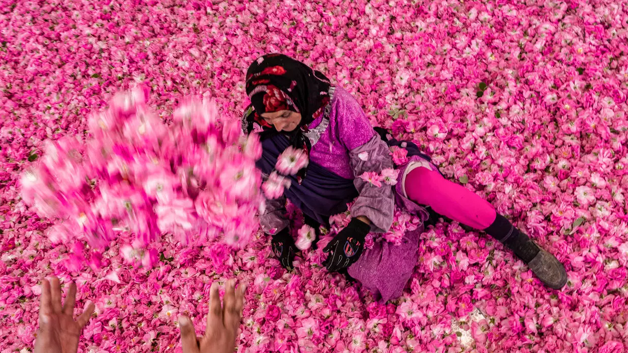 أمرأة تقطف أوراق الورد في قلعة مكونة في المغرب
