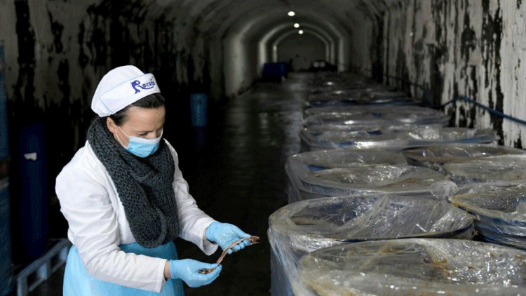 موظفة تتفحص في 2 نيسان/أبريل 2021 البراميل التي نقعت فيها اسماك الأنشوجة بمحلول ملحي في نفق عسكري سابق في لابينوت-فوشا في ألبانيا