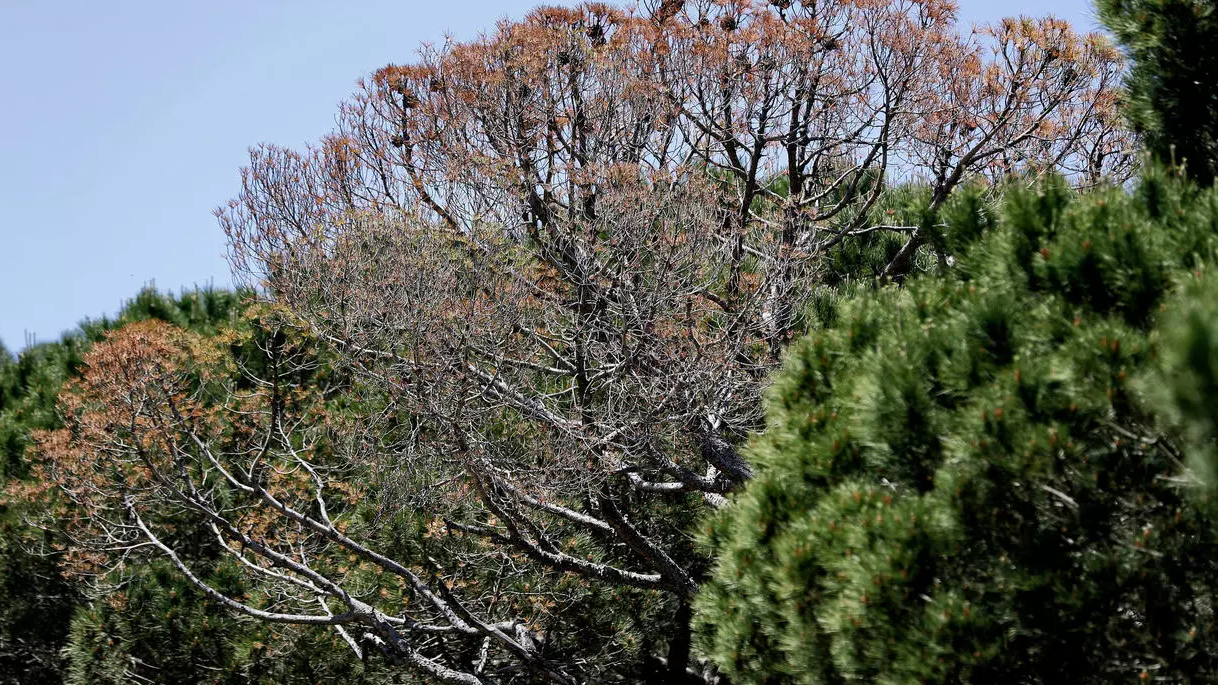 ارتفع سعر الكيلوغرام من الصنوبر بشكل خيالي بلغ ضعفي الحد الأدنى للأجور في لبنان