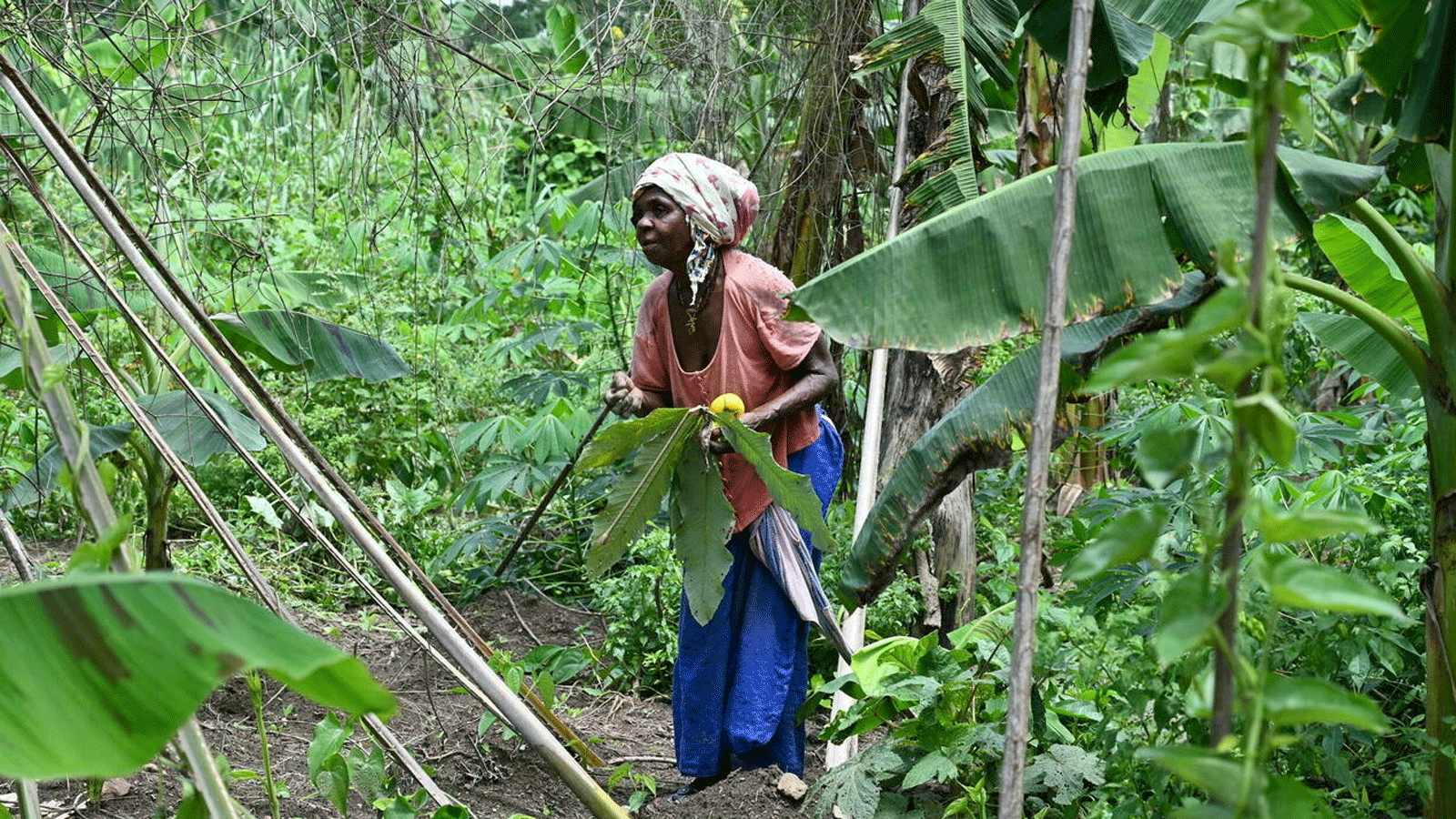 امرأة تعمل بالزراعة العضورية في ساحل العاج