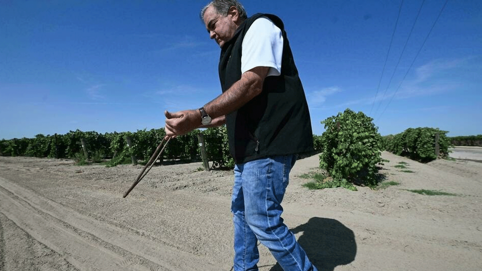 ديفيد ساغوسب يستخدم أسلوبه في العثور على مصادر المياه الجوفية باستخدام غصن خشب الزيتون على شكل حرف V في مزرعة في فريسنو، كاليفورنيا.