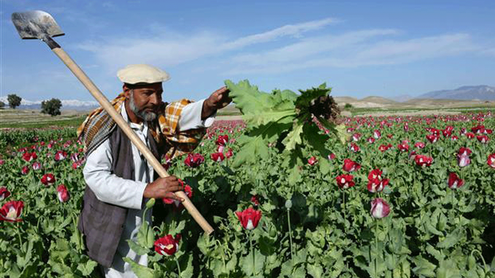 صورة التُقِطَت في 12 نيسان/أبريل 2014، لمزارع أفغاني يعمل في حقل الخشخاش في ضواحي جلال آباد، عاصمة إقليم ننكرهار. 