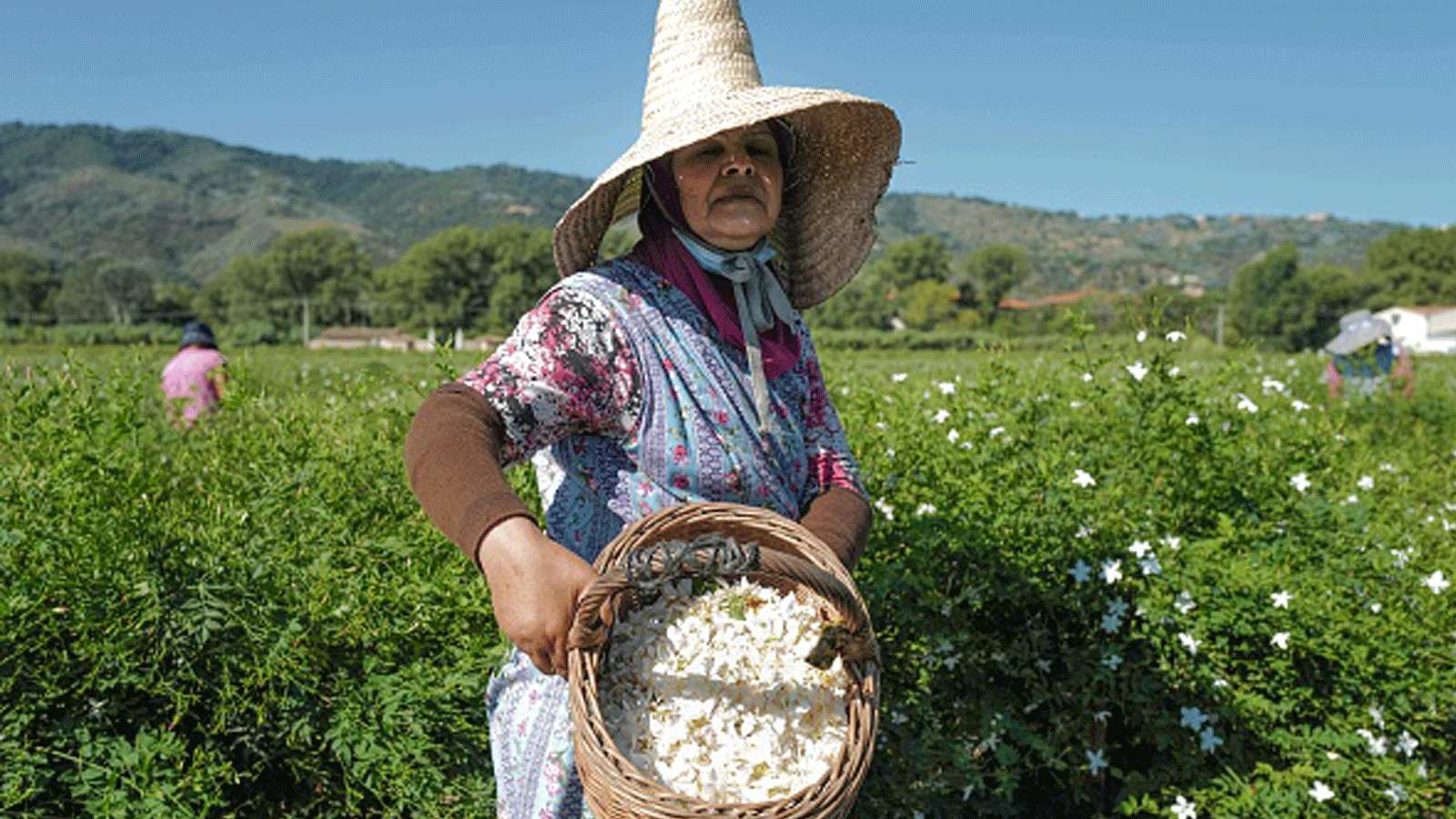 (عاملة تلتقط زهور الياسمين المستخدمة في عطر شانيل N ° 5، في بيجوماس، جنوب شرق فرنسا، 26 آب/ أغسطس، 2021)