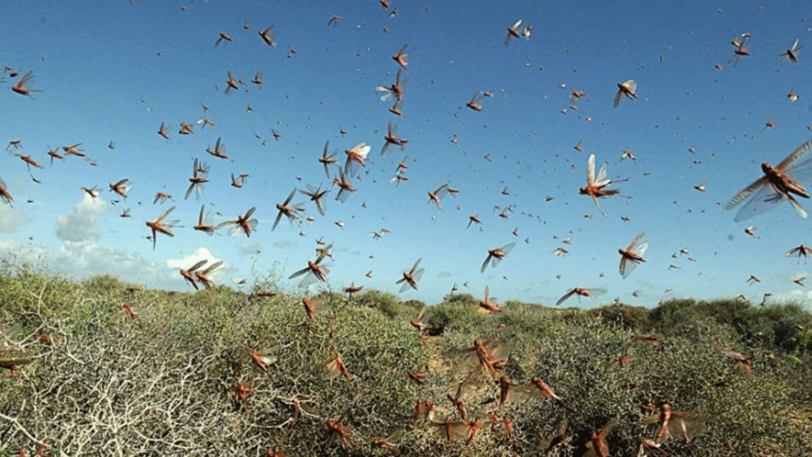 ملايين الحشرات من الجراد تغزو إقليم السند، ثاني أكبر مقاطعة منتجة للقطن في باكستان في حزيران/ يونيو 2019