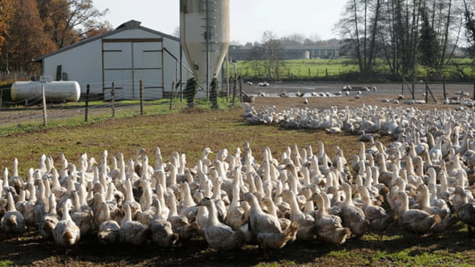 لقطة لمزرعة بط في في شمال فرنسا حيث ينتشر انفلونزا الطيور أنحاء أوروبا.