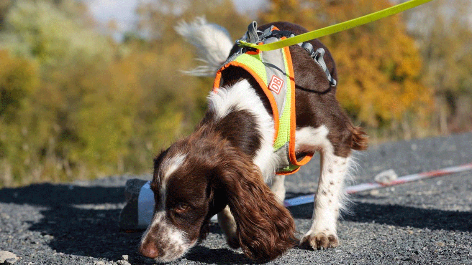 تم التقاط صورة لـ Cocker Spaniel يُدعى Monte ، والذي يتم تدريبه على أنه كلب كشف للعثور على الأنواع المهددة بالانقراض، خلال مظاهرة قام بها مشغل السكك الحديدية الألماني Deutsche Bahn في 26 تشرين الأول/ أكتوبر 2021، في فرانكفورت أم ماين، غرب ألمانيا.