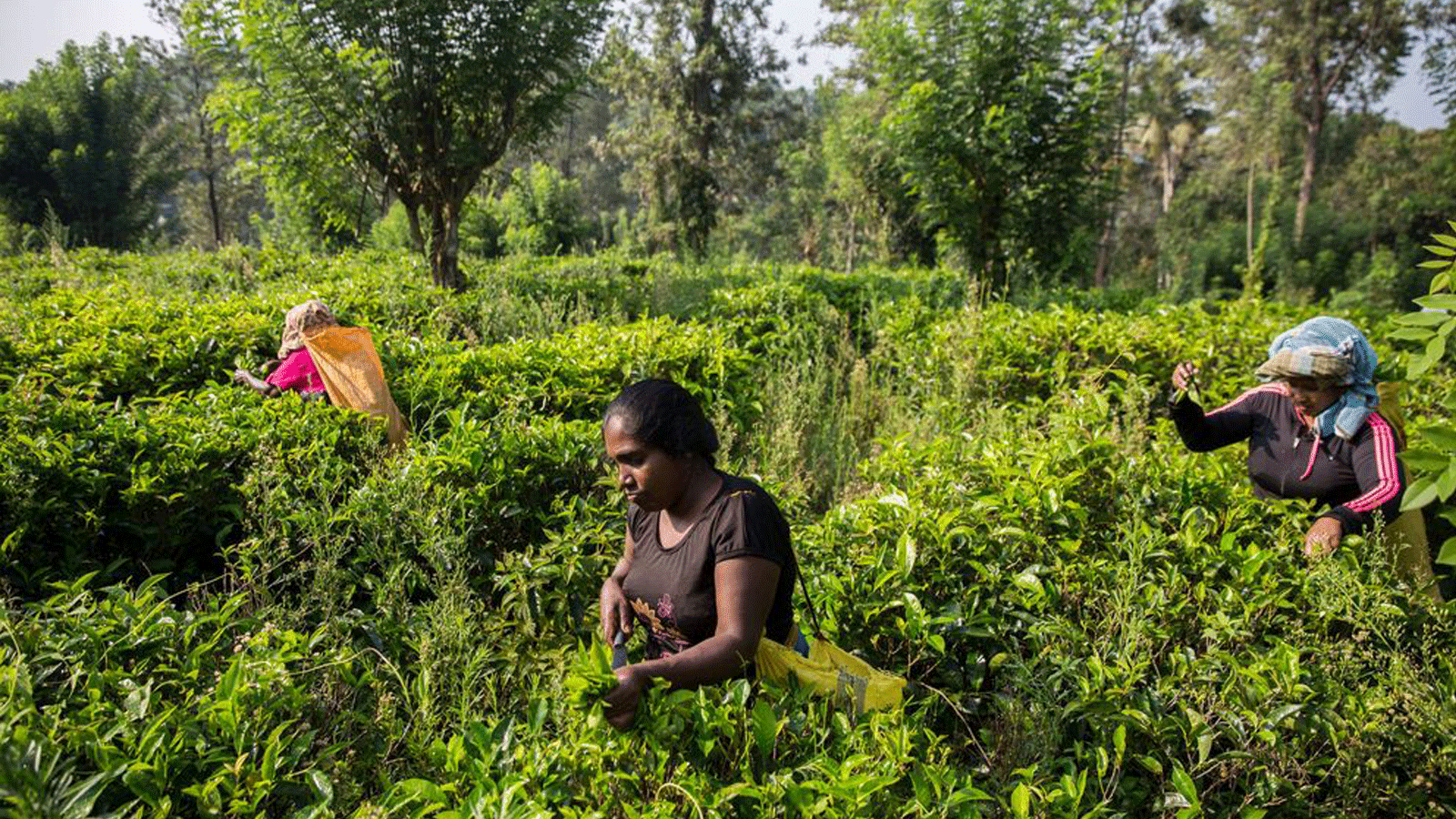 الزراعة العضوية تتطور في سريلانكا